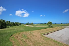 Cabbage Tree J27